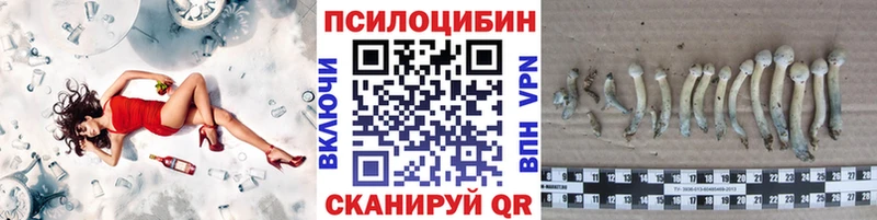 Купить где  Гусев  Псилоцибиновые грибы Psilocybe 